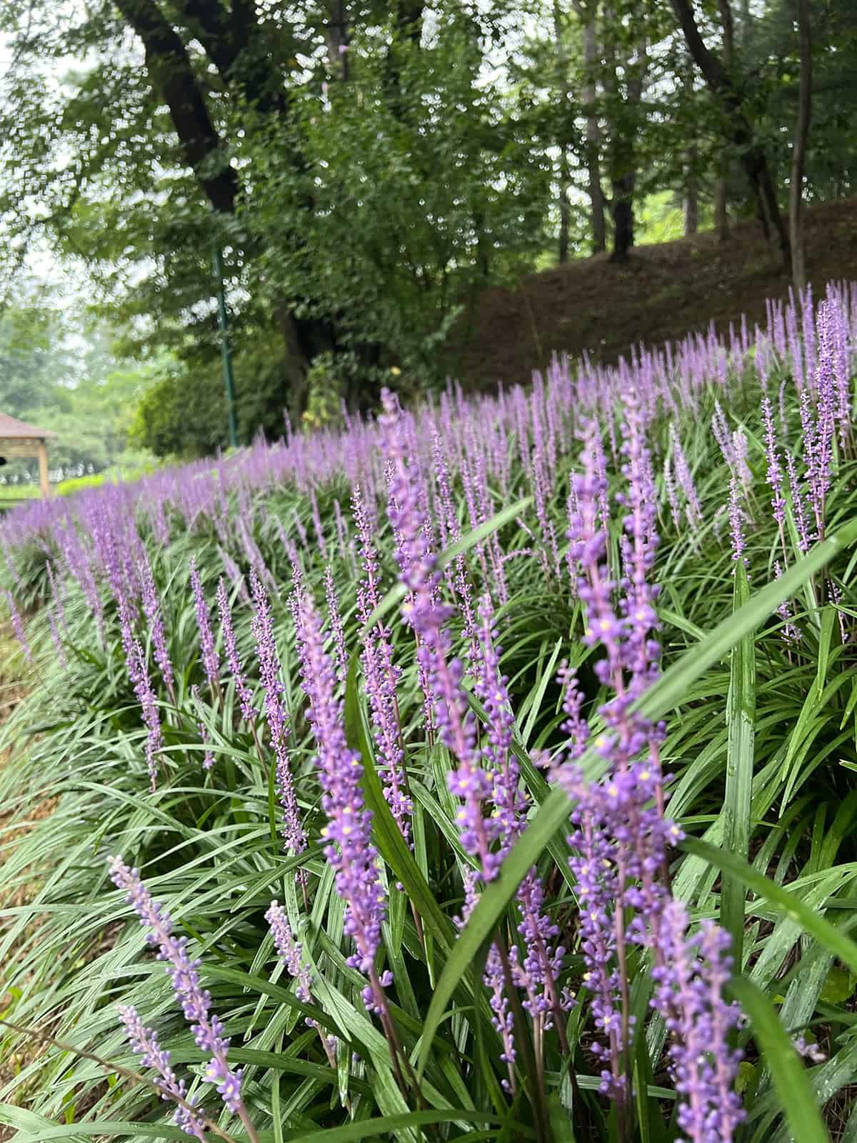 Liriope Soil