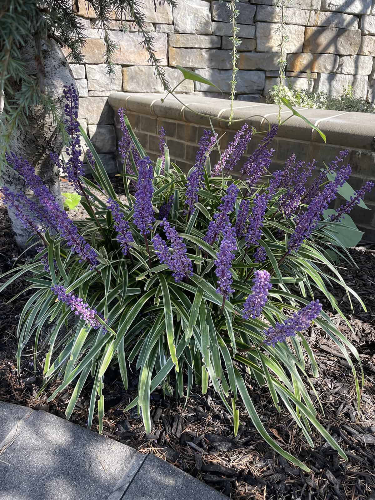 Liriope Temperature And Humidity