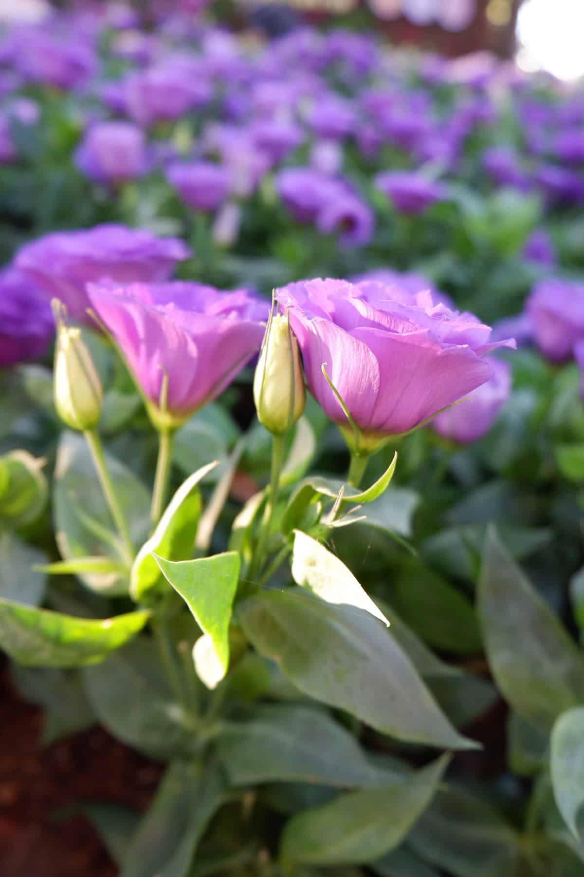Lisianthus (Prairie Gentian) Light