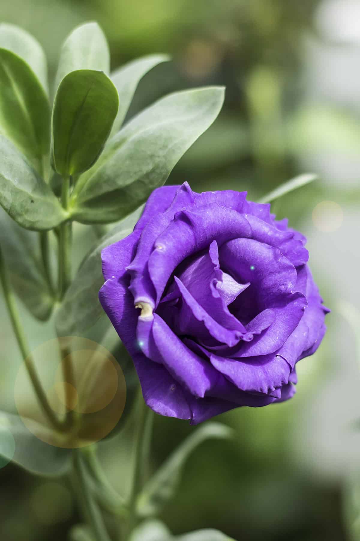 Lisianthus (Prairie Gentian) Plant Varieties