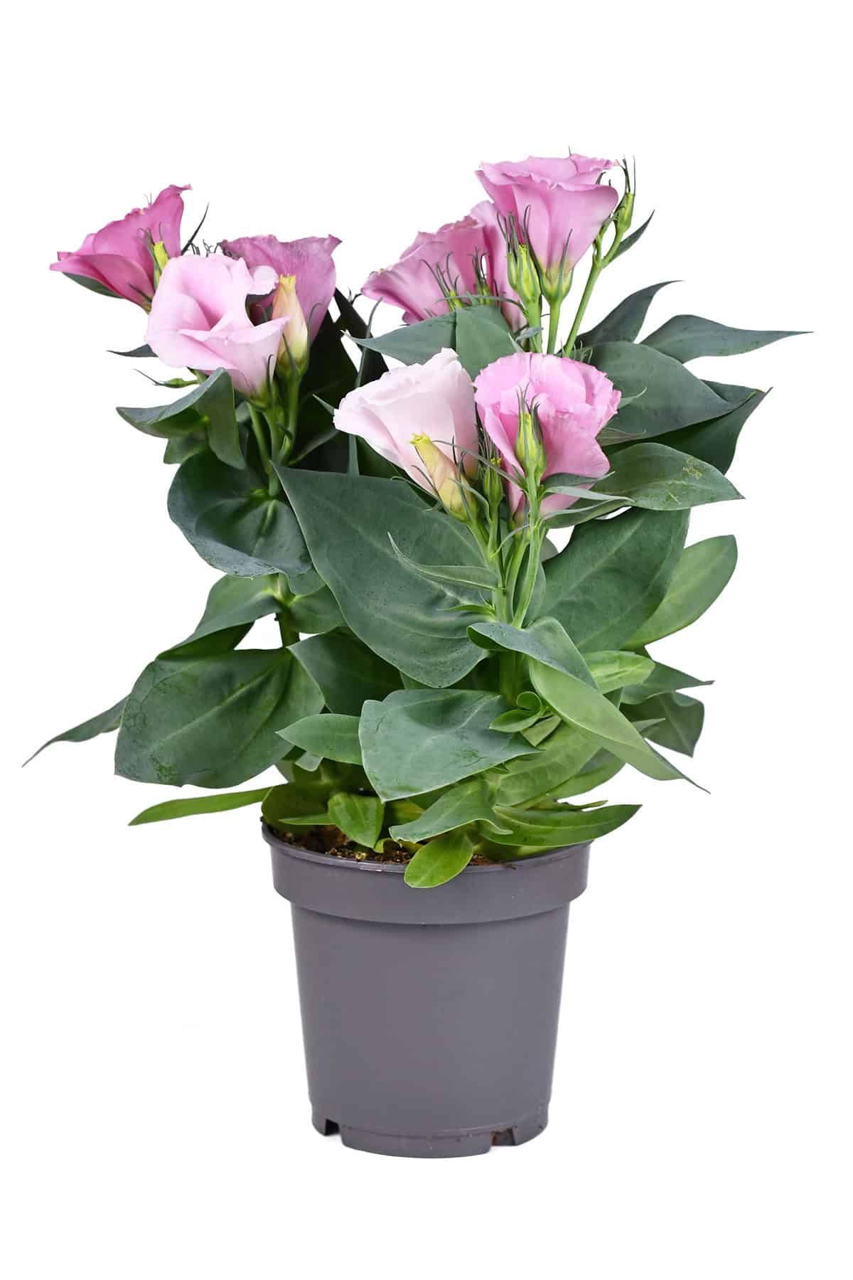 Lisianthus (Prairie Gentian) Potting And Repotting