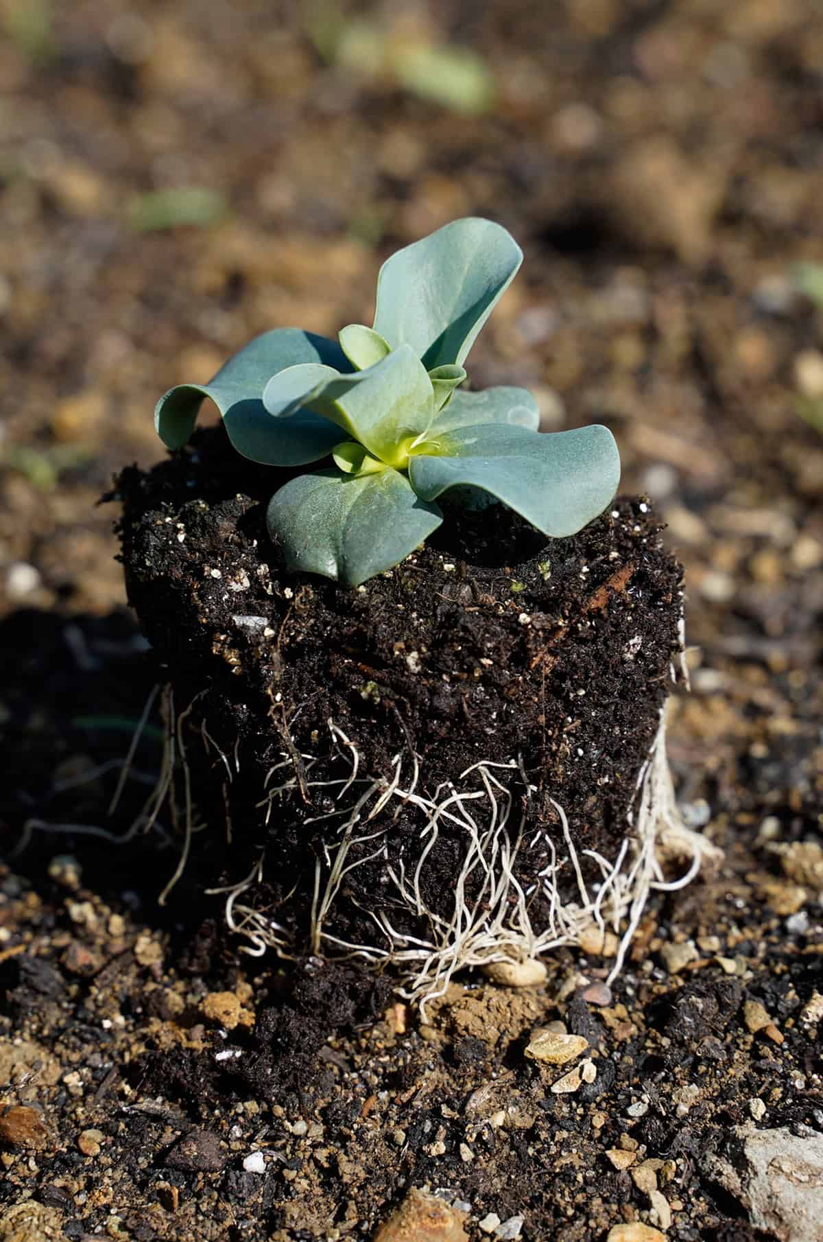 Lisianthus (Prairie Gentian) Propagation