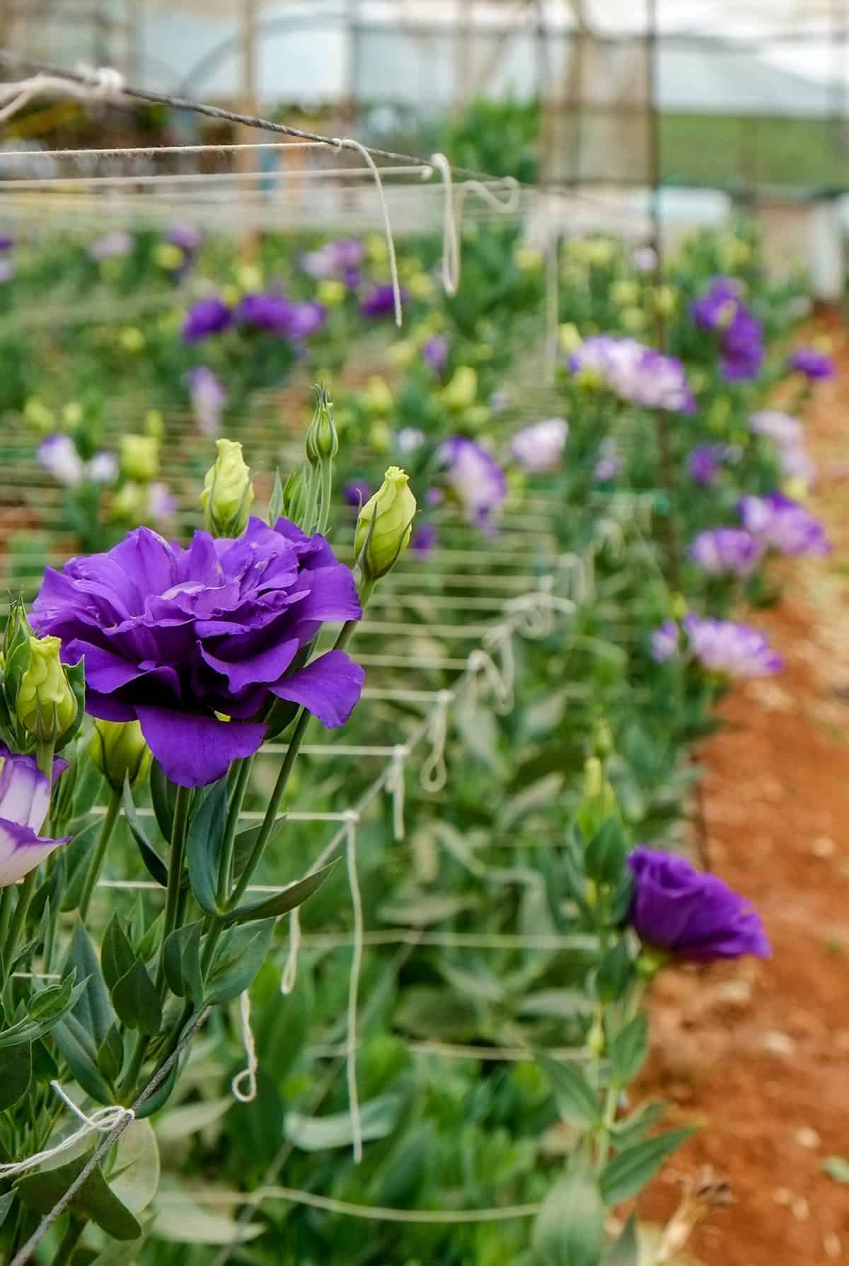 Lisianthus (Prairie Gentian) Soil
