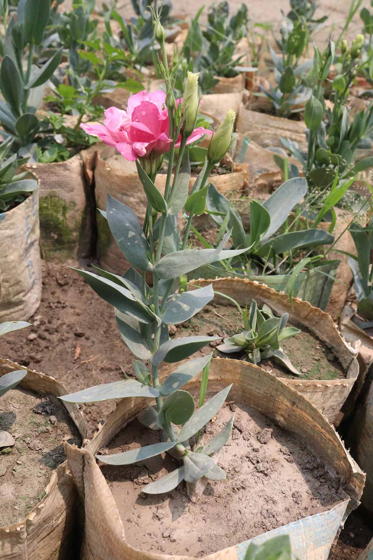 Lisianthus (Prairie Gentian) Temperature And Humidity