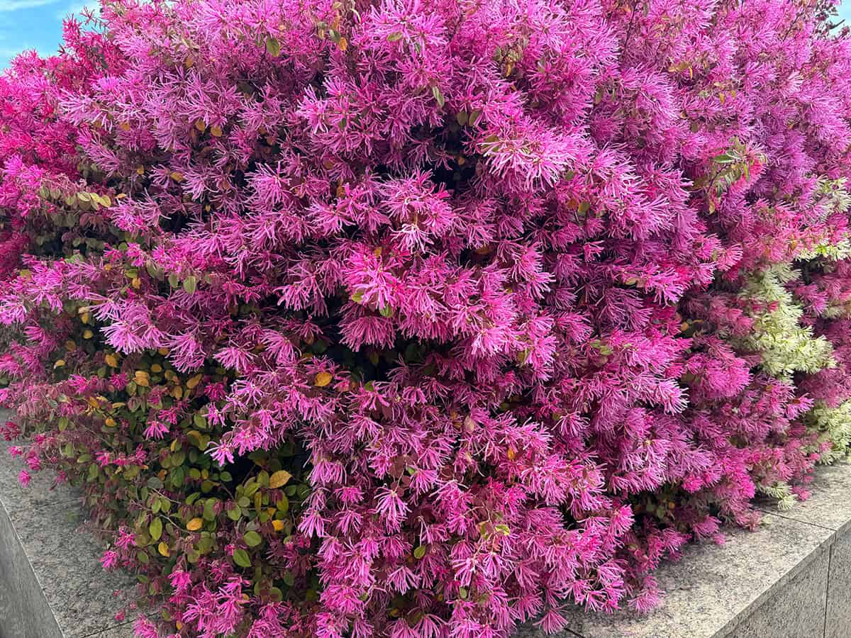 Loropetalum