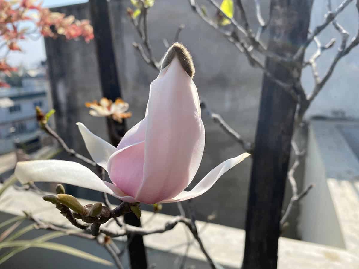 Magnolia ‘Jane’