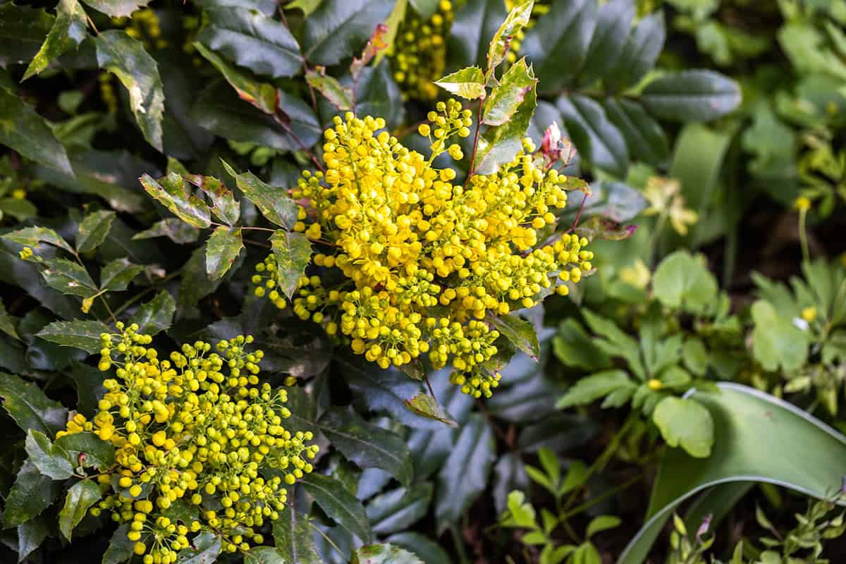 Mahonia (Mahonia aquifolium ‘Compacta’ or ‘Soft Caress’)