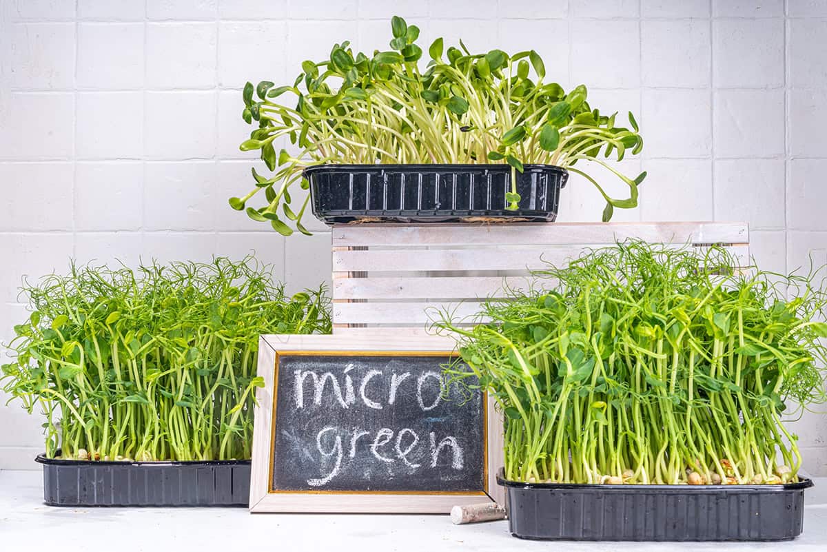 Microgreens