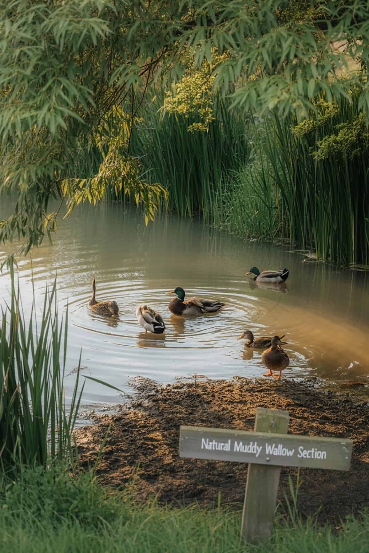Natural Muddy Wallow Section