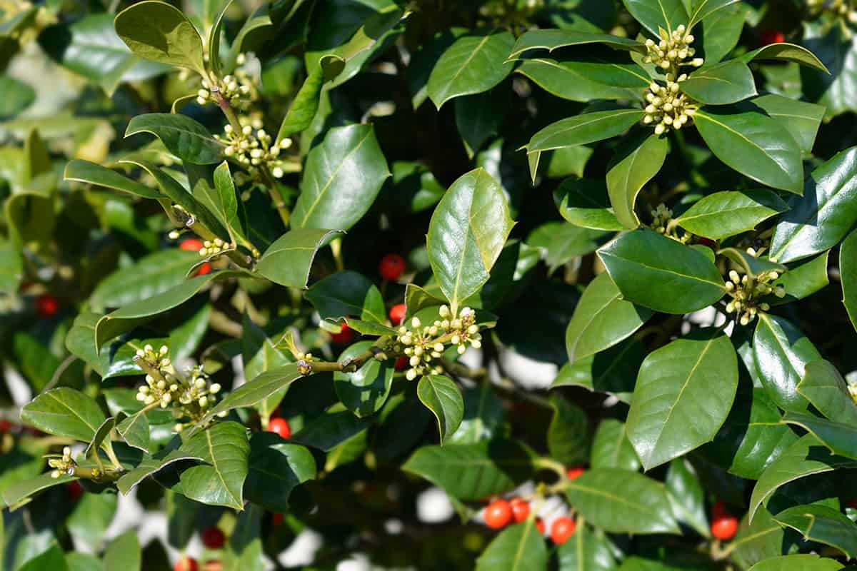 Nellie R. Stevens Holly (Ilex x ‘Nellie R. Stevens’)