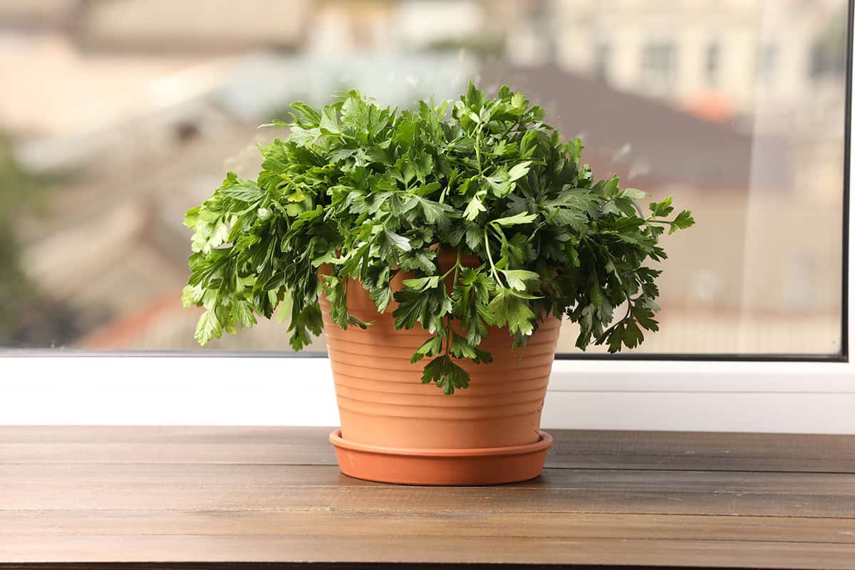 Parsley