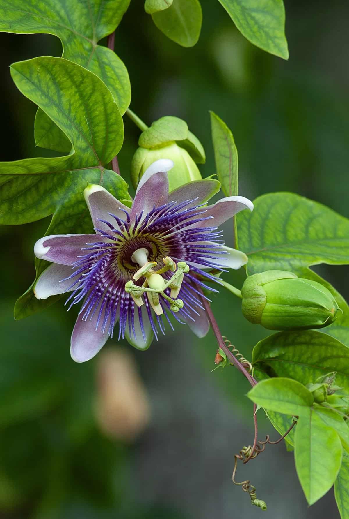 Passionflower Plant Varieties