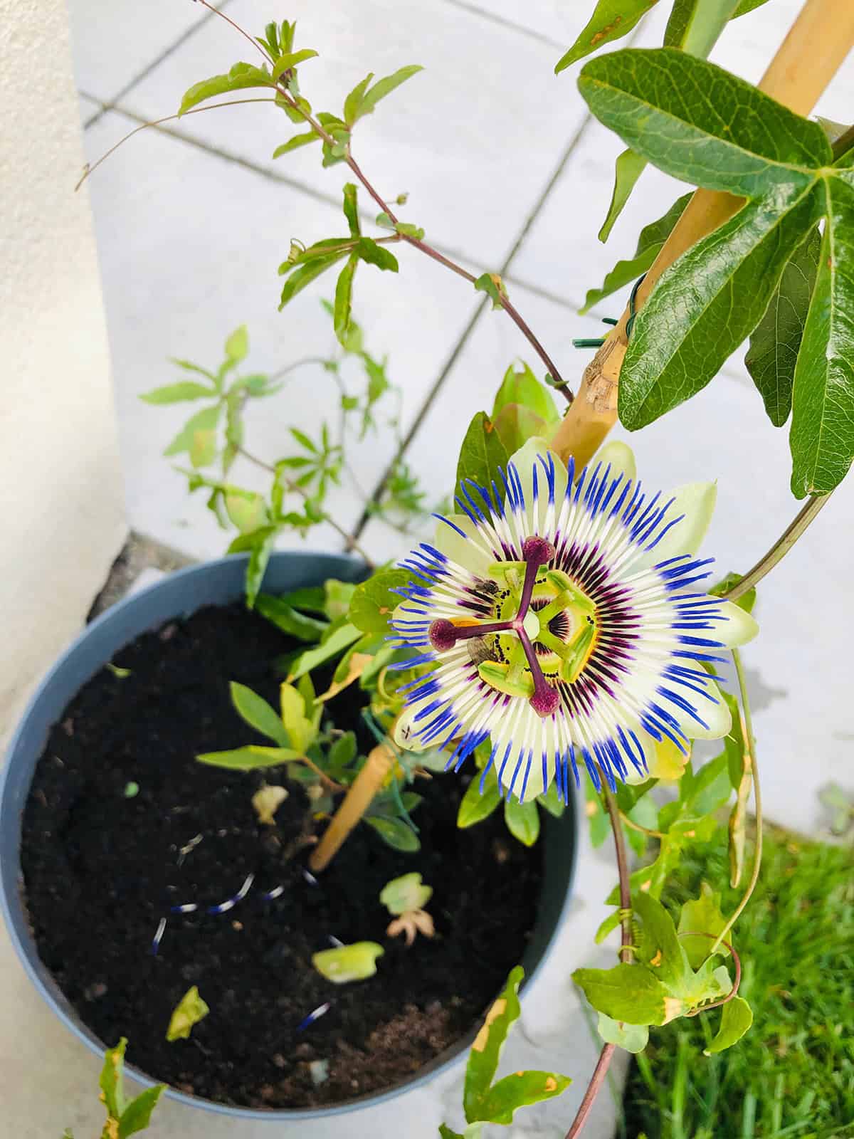 Passionflower Potting And Repotting