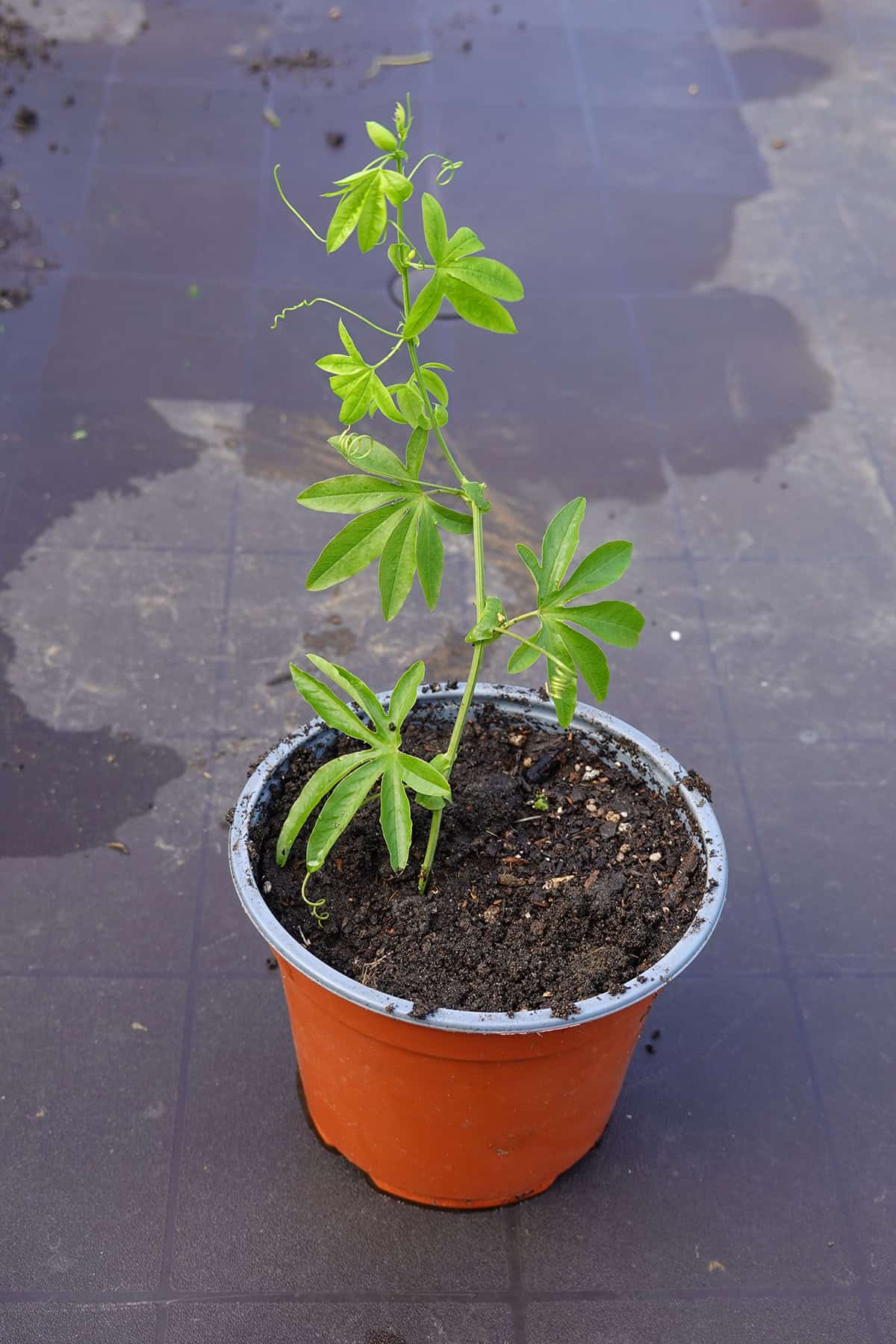 Passionflower Propagation