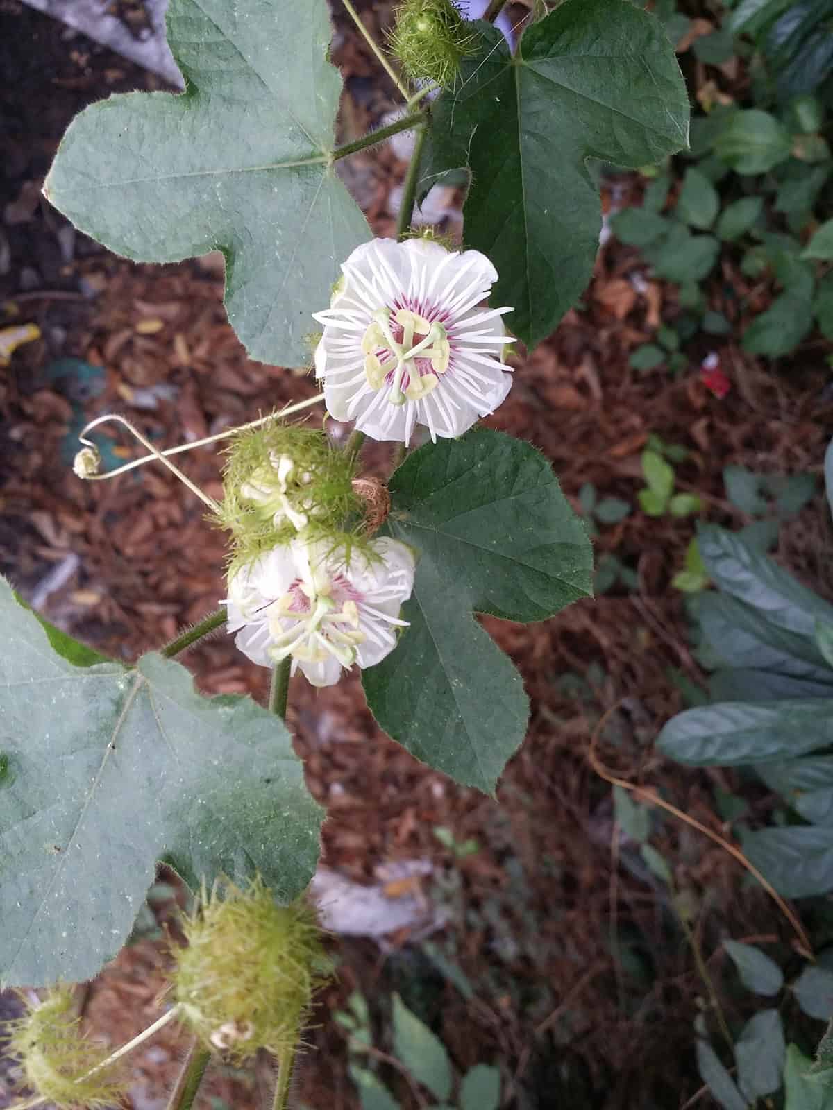 Passionflower Soil