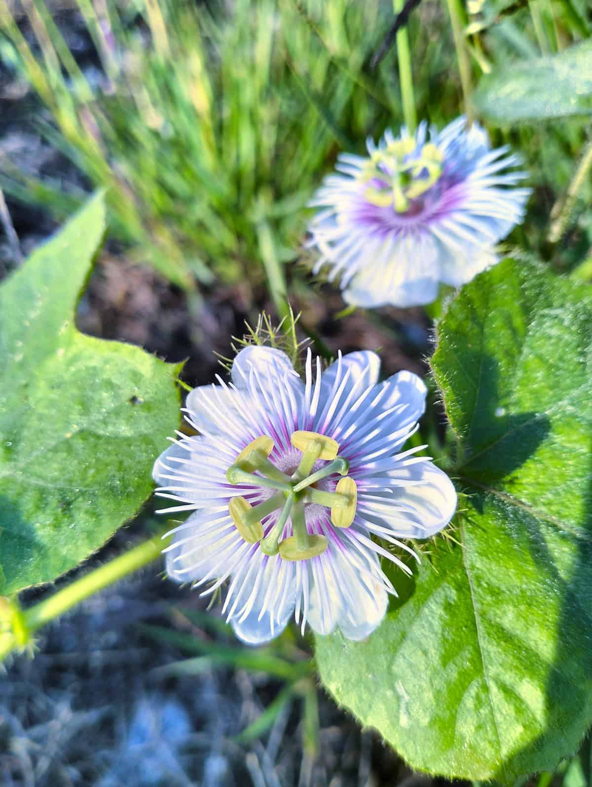 Passionflower Temperature and Humidity