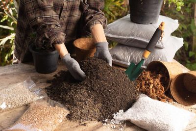 Peat Moss