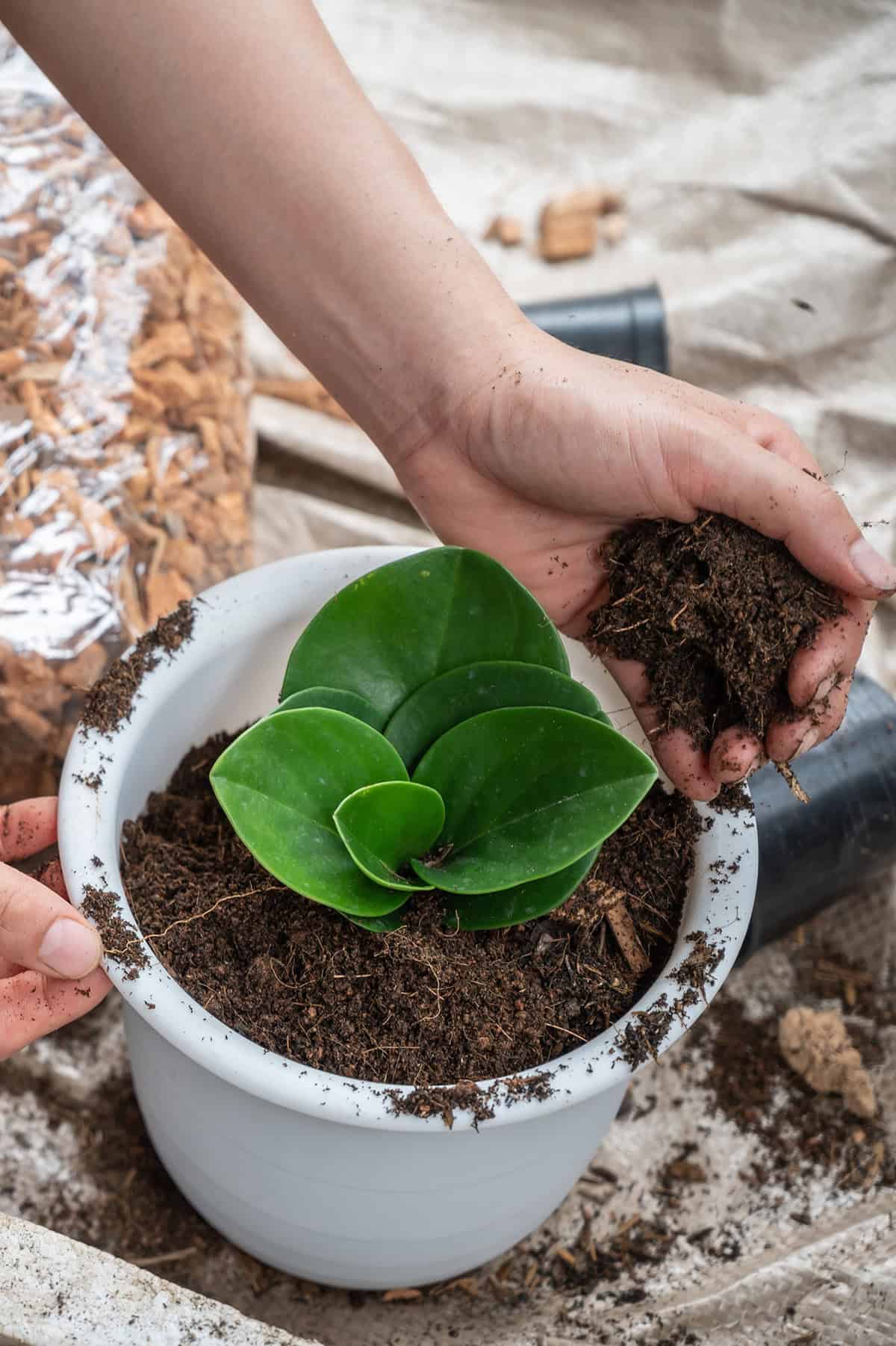Peperomia Plants Propagation