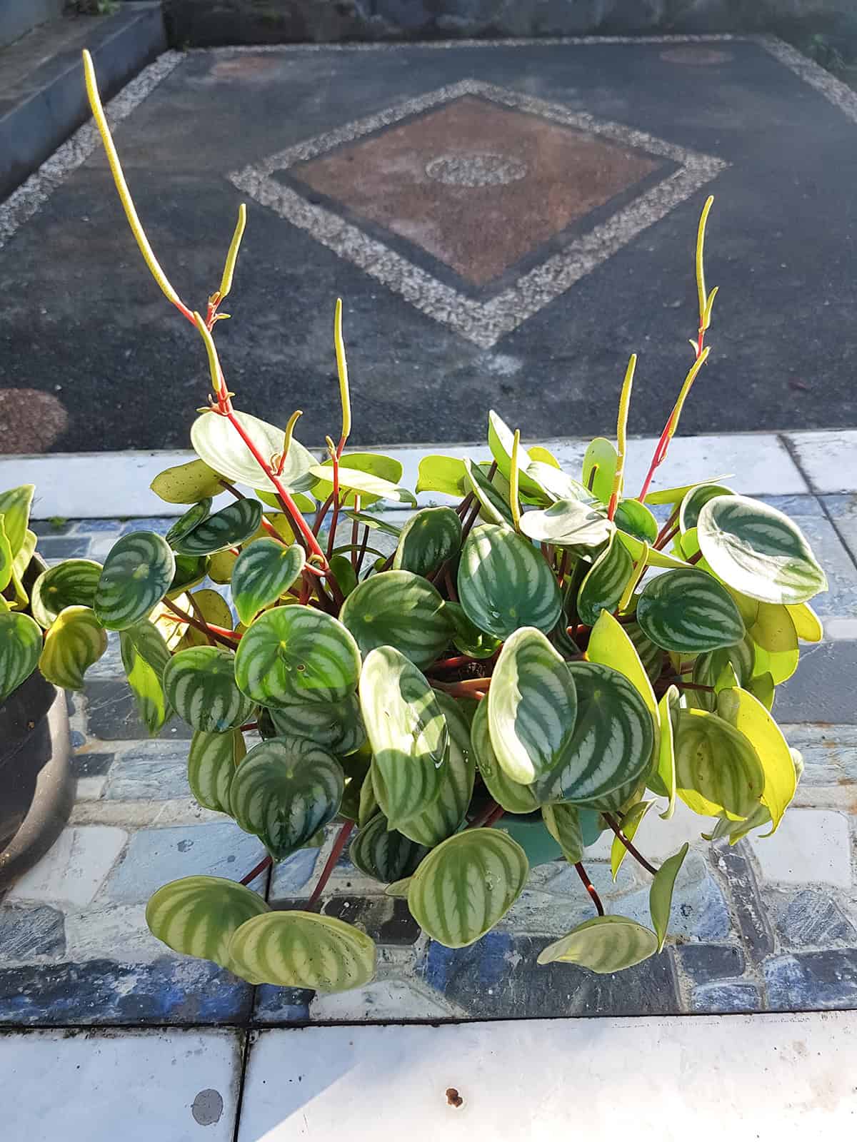 Peperomia Plants Temperature And Humidity
