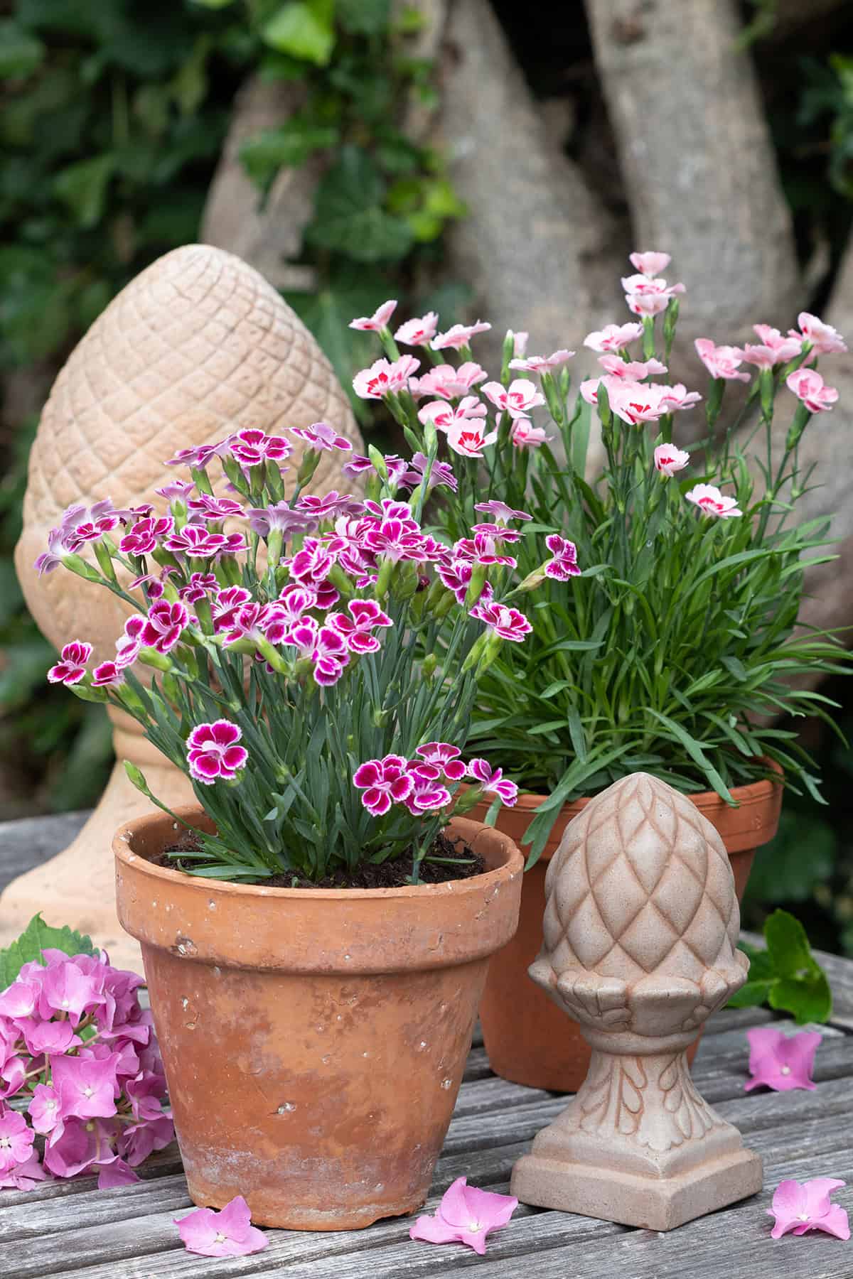 Perennial Dianthus Potting And Repotting
