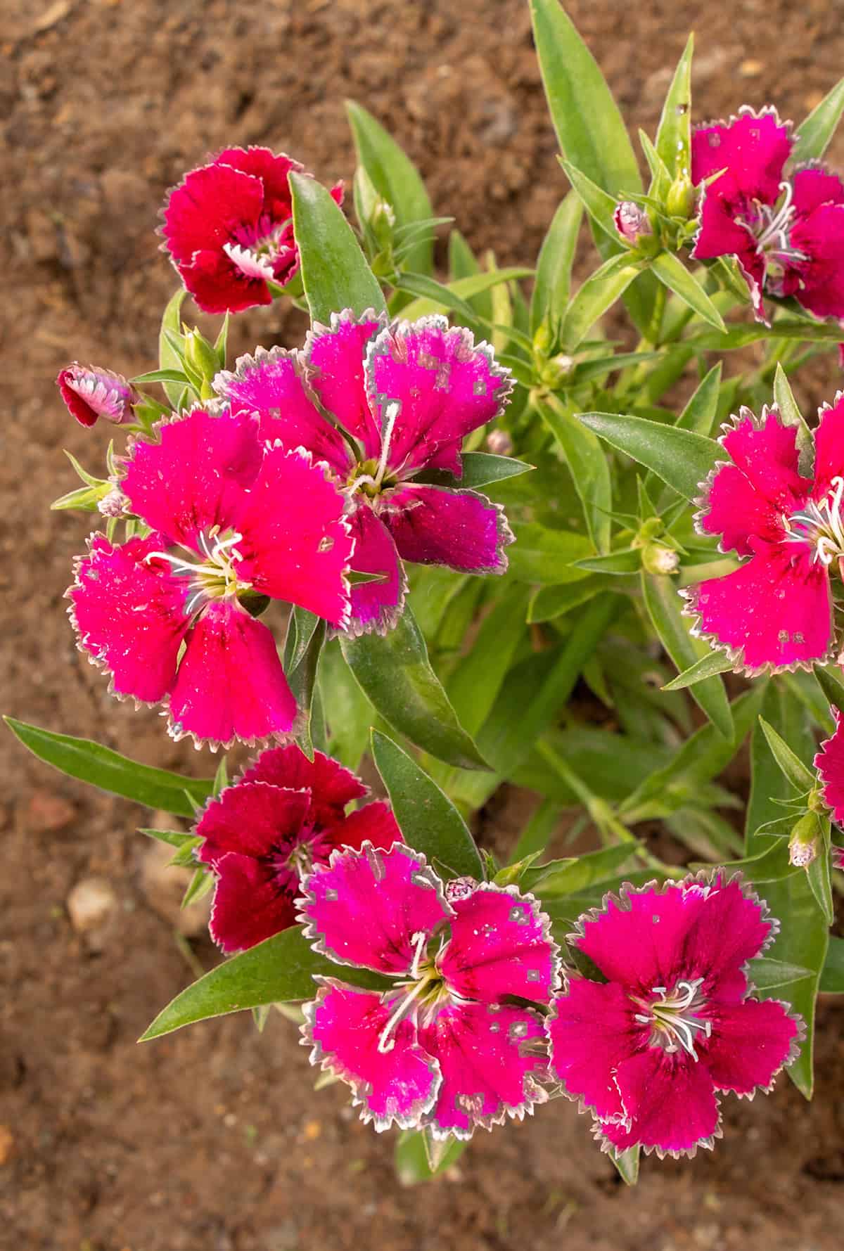 Perennial Dianthus Soil