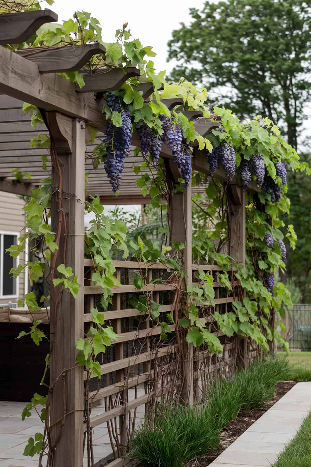 Pergola With Climbing Plants