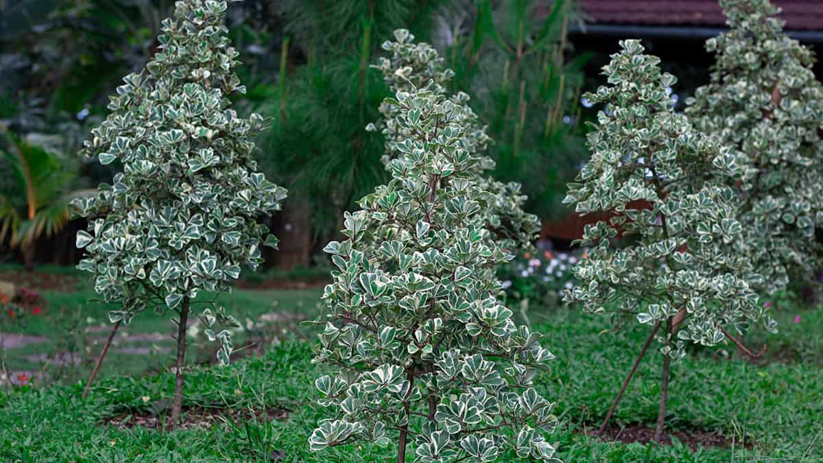 Pittosporum (Pittosporum tenuifolium)