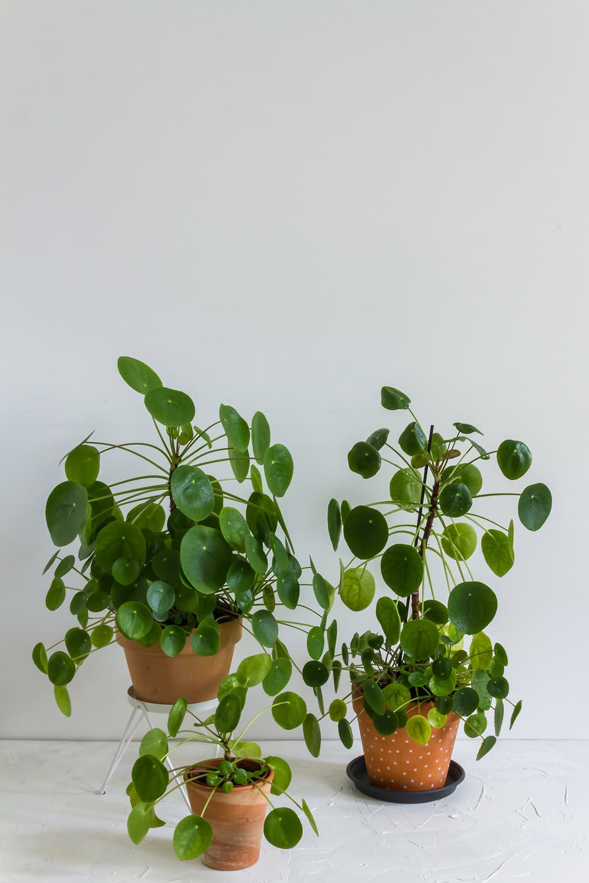 Plant Varieties