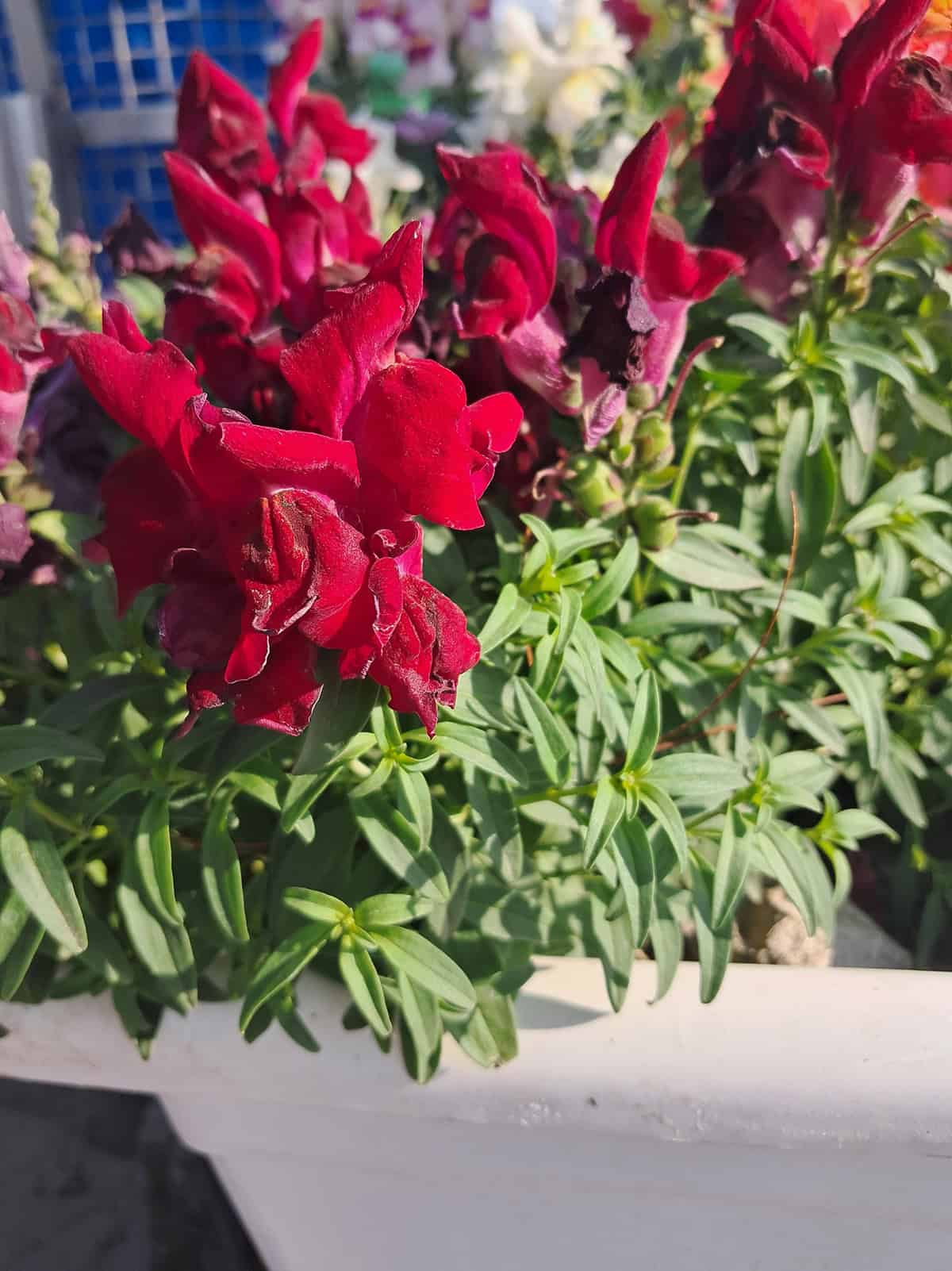 Plant Varieties