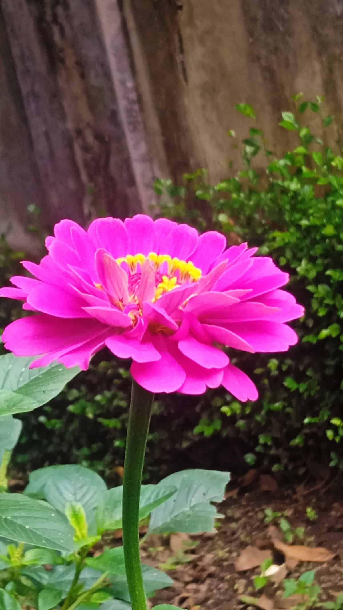 Plant Varieties_1