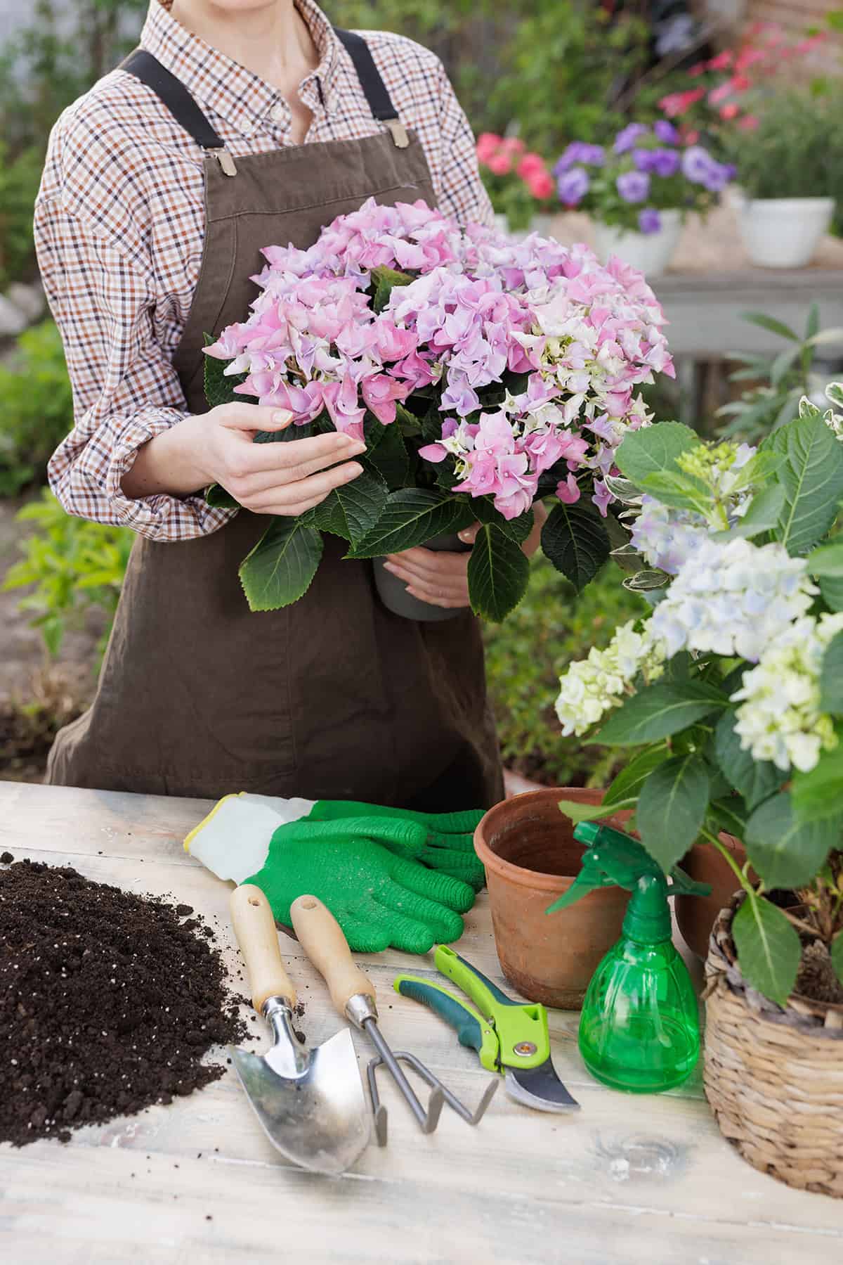 Planting Hydrangeas In Pots
