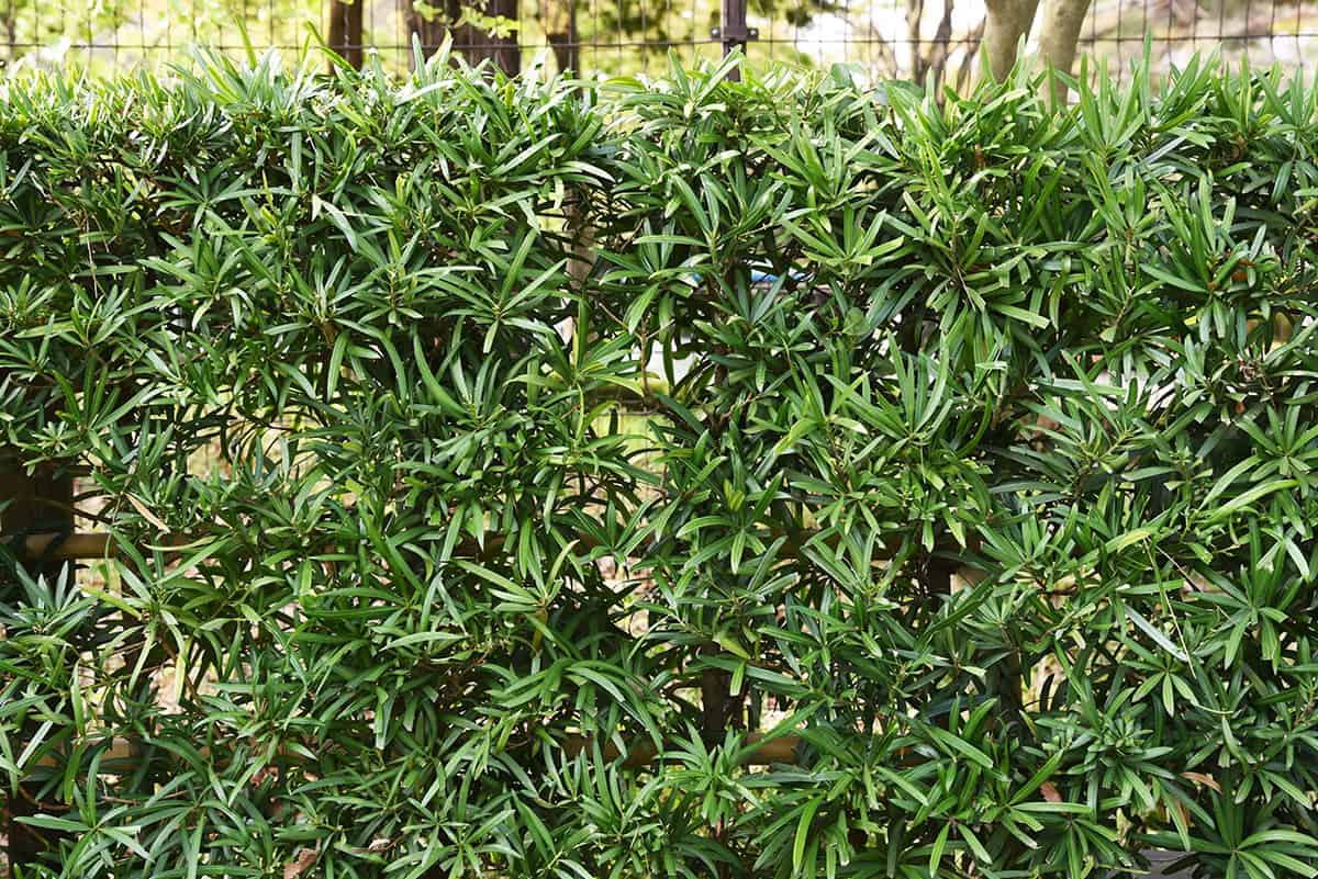 Podocarpus (Podocarpus macrophyllus)