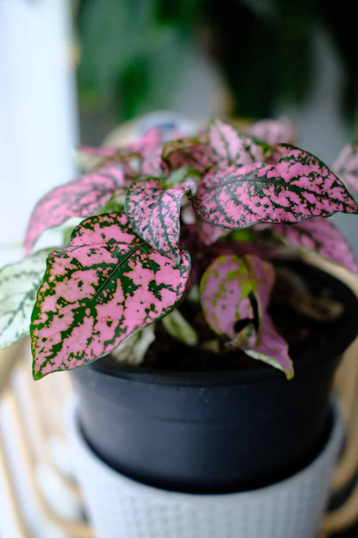 Polka Dot Plant Light