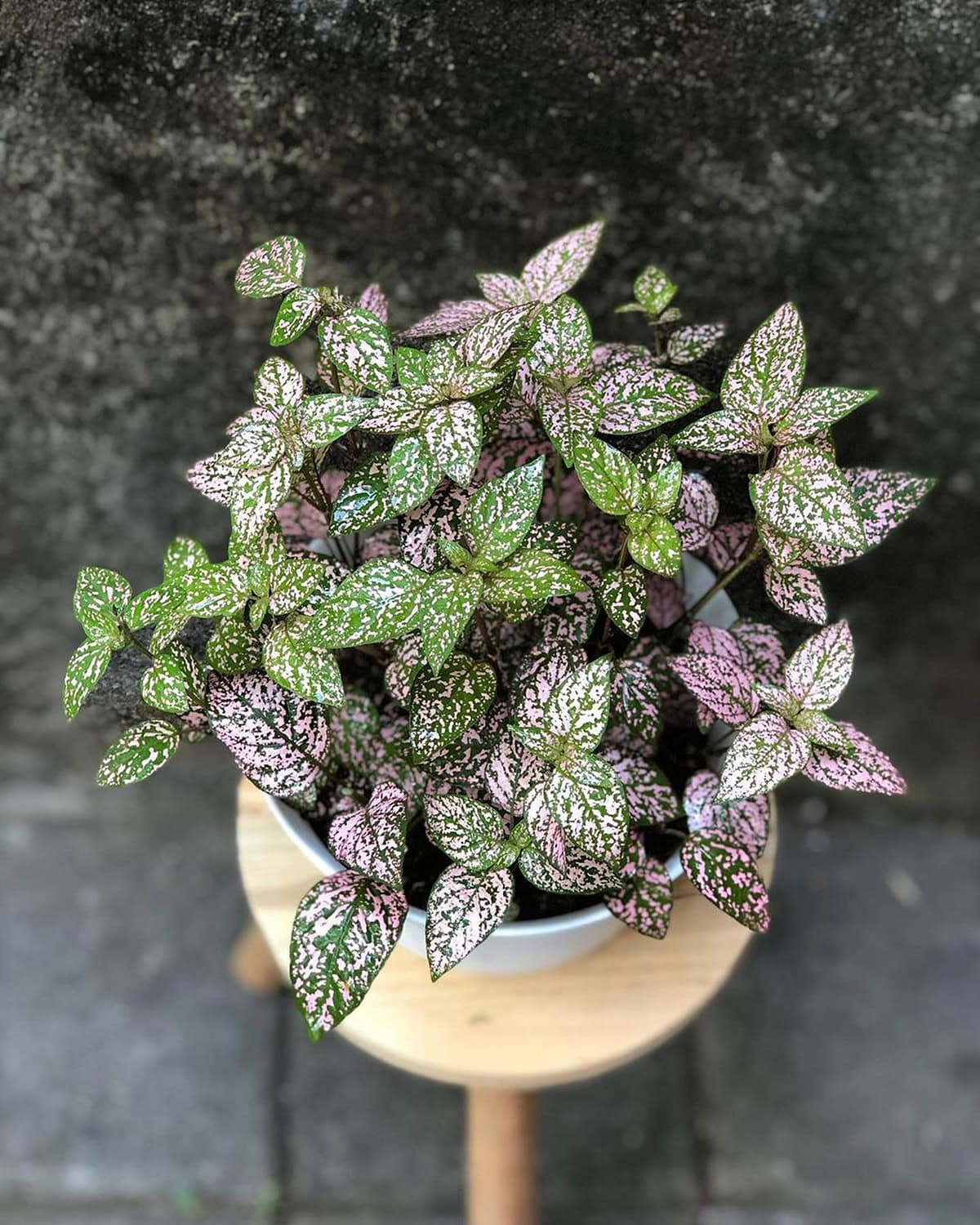 Polka Dot Plant Plant Varieties