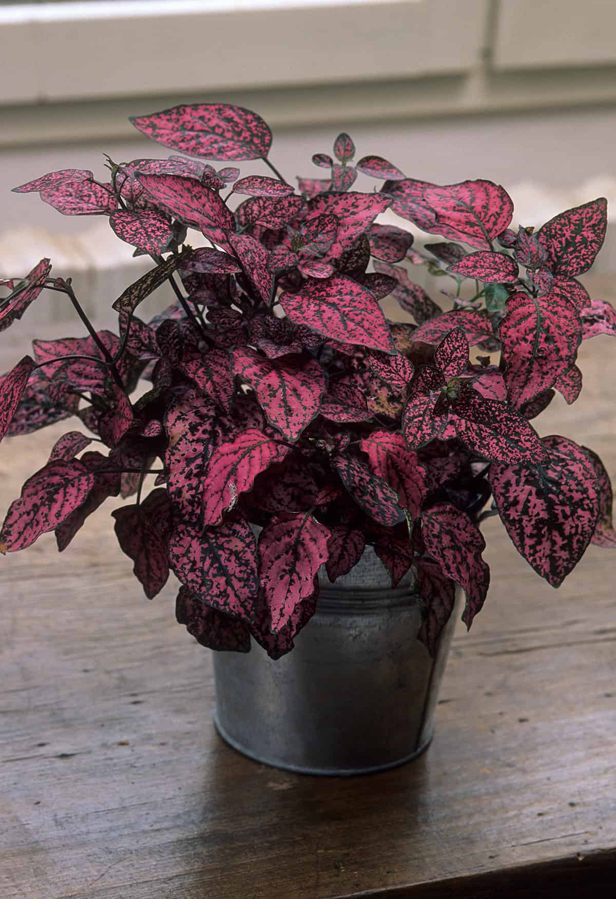 Polka Dot Plant Potting And Repotting