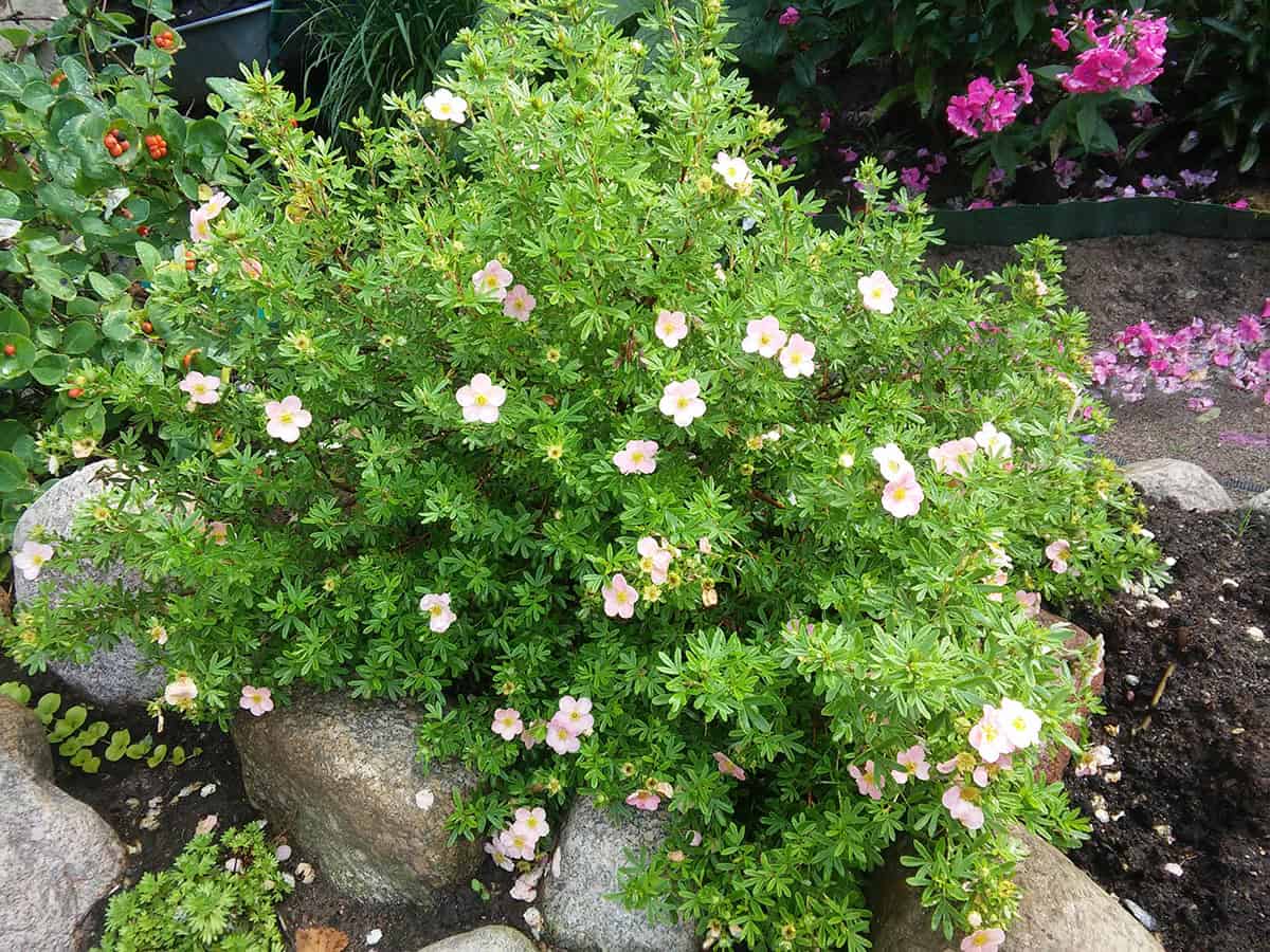 Potentilla (Potentilla fruticosa)