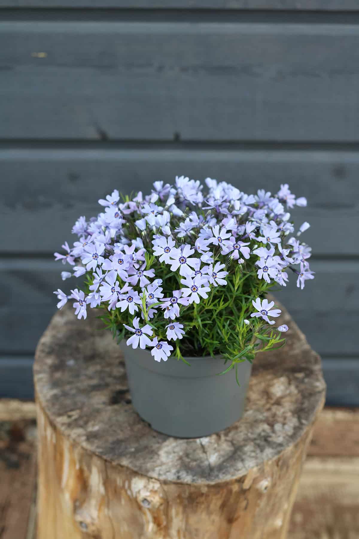 Potting And Repotting
