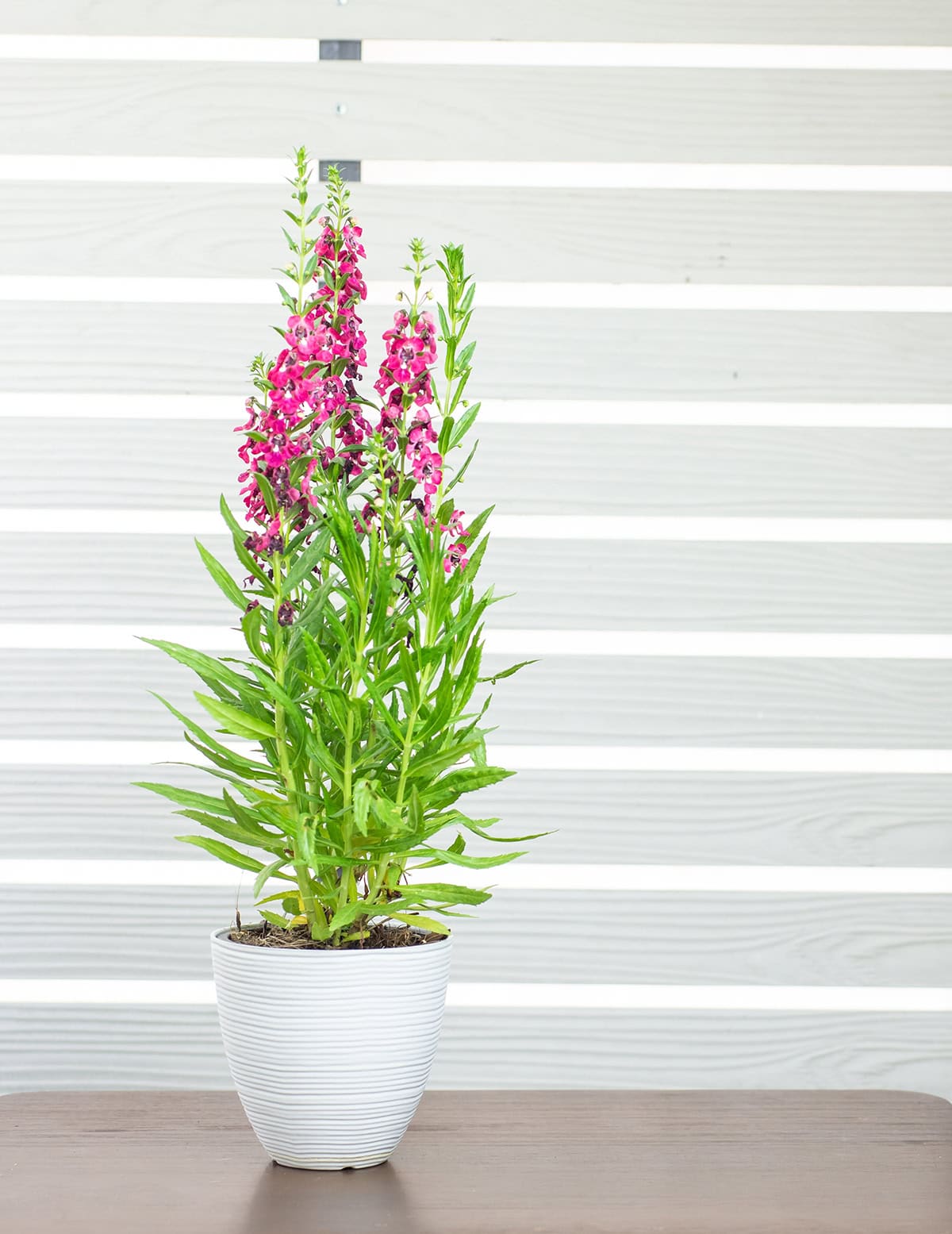 Potting And Repotting