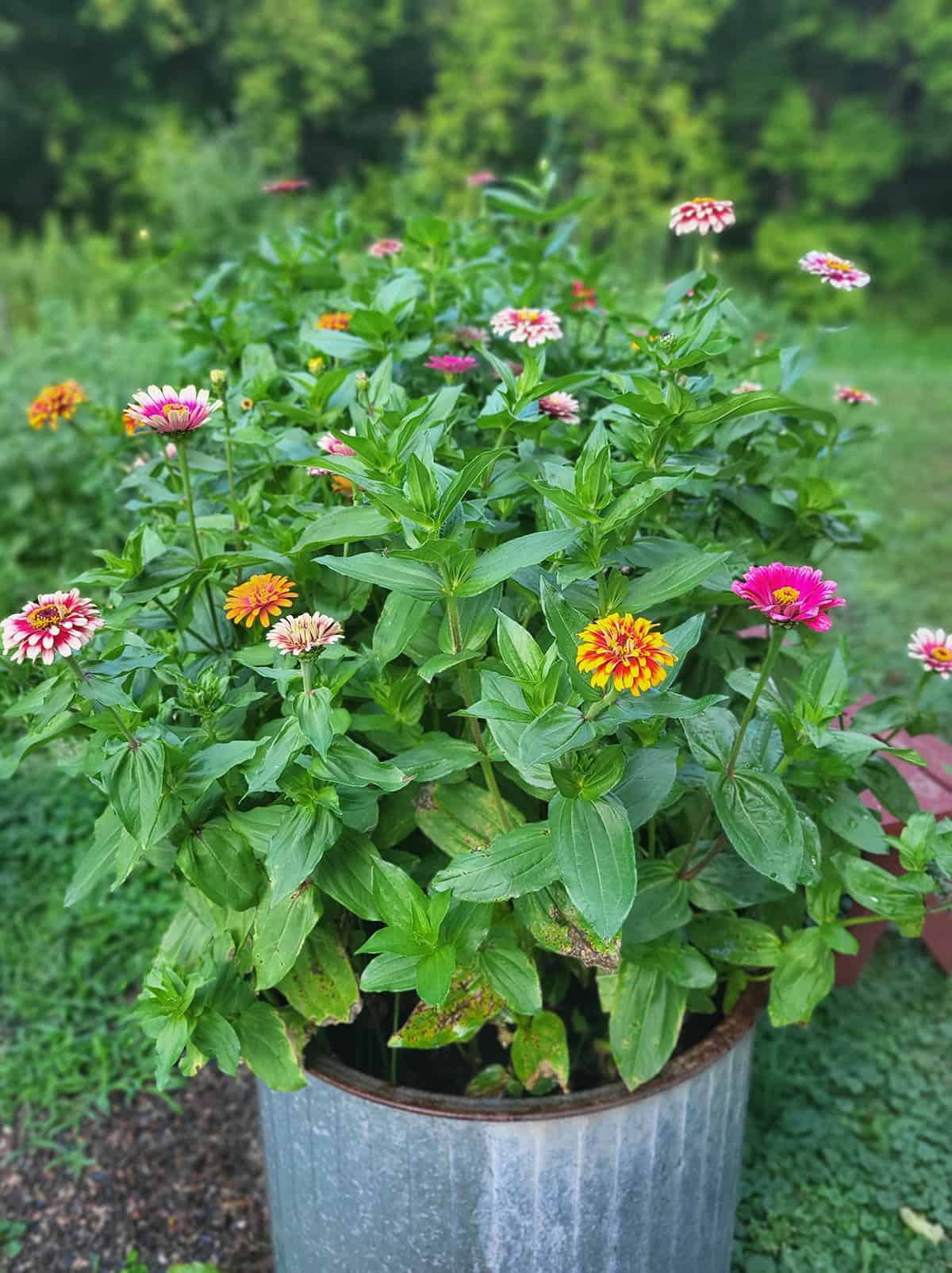 Potting And Repotting_1