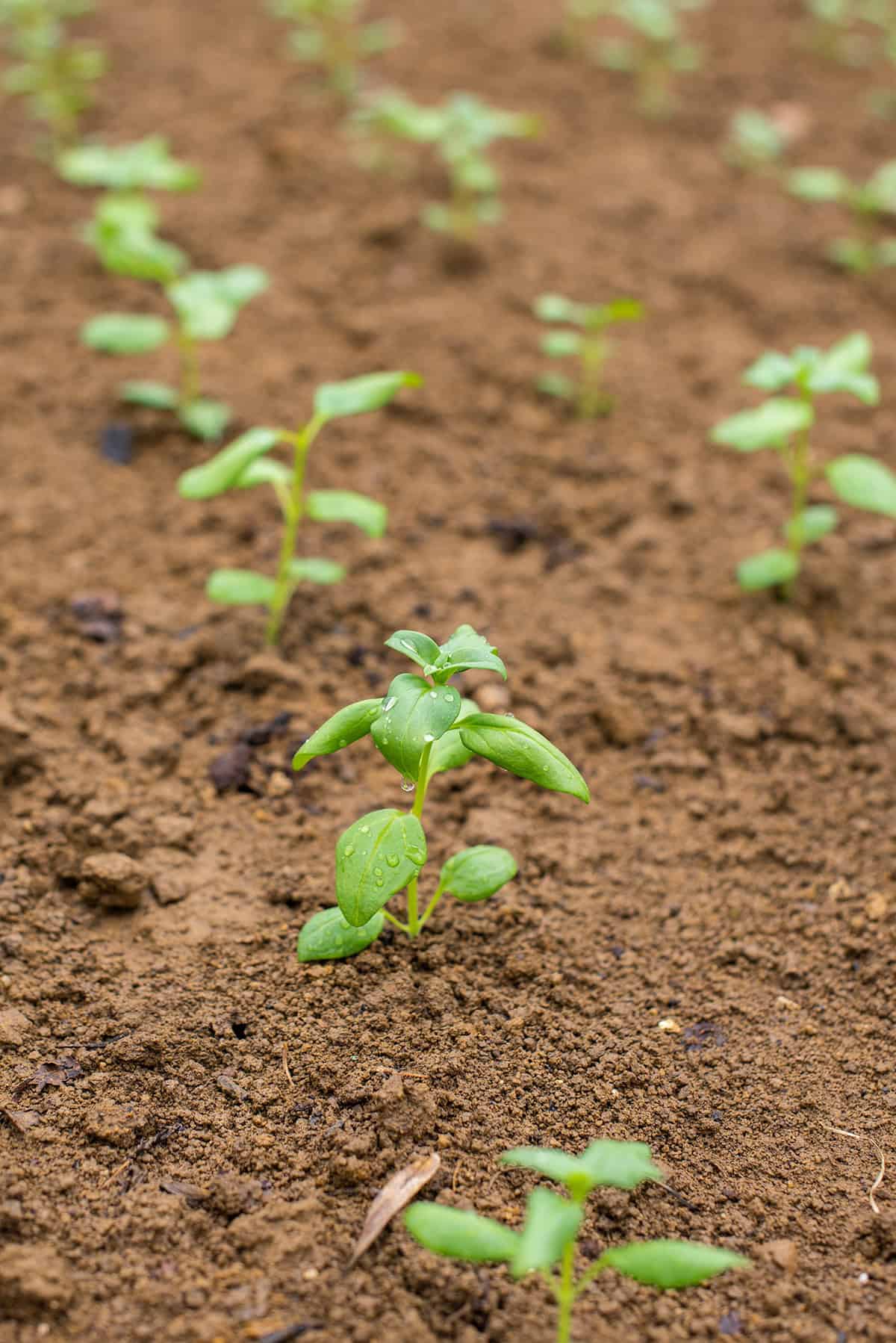 Propagation