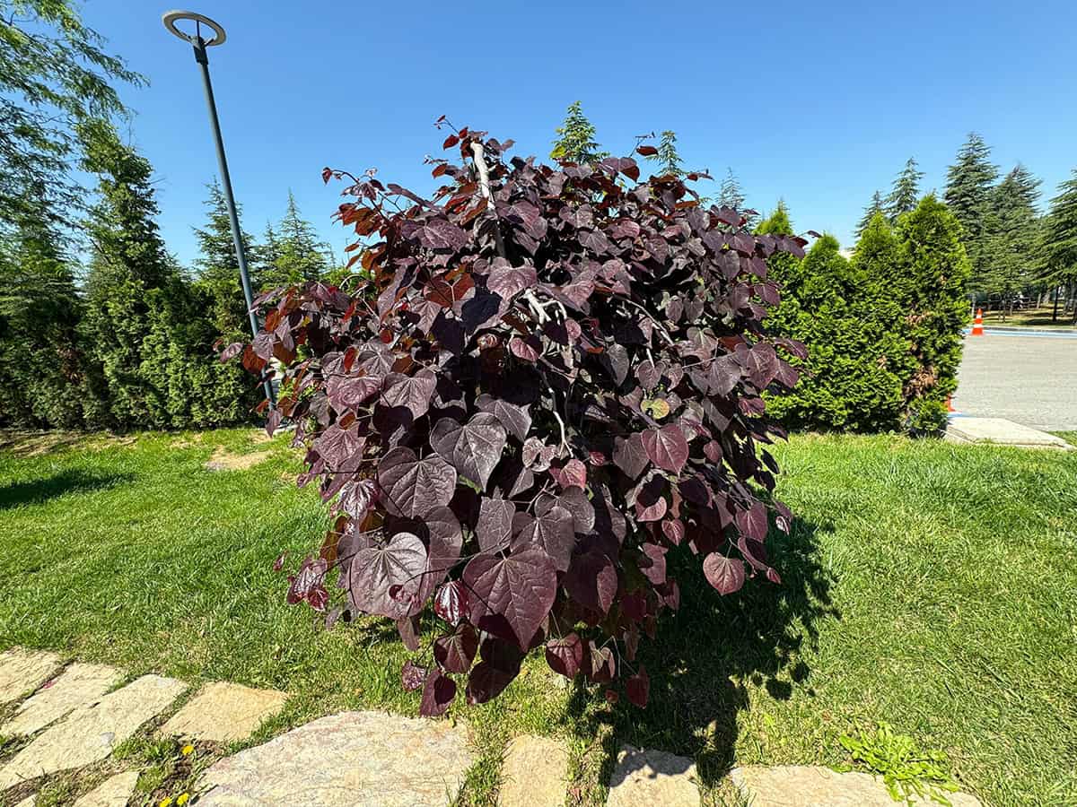 Redbud ‘Forest Pansy’ (Cercis canadensis ‘Forest Pansy’)