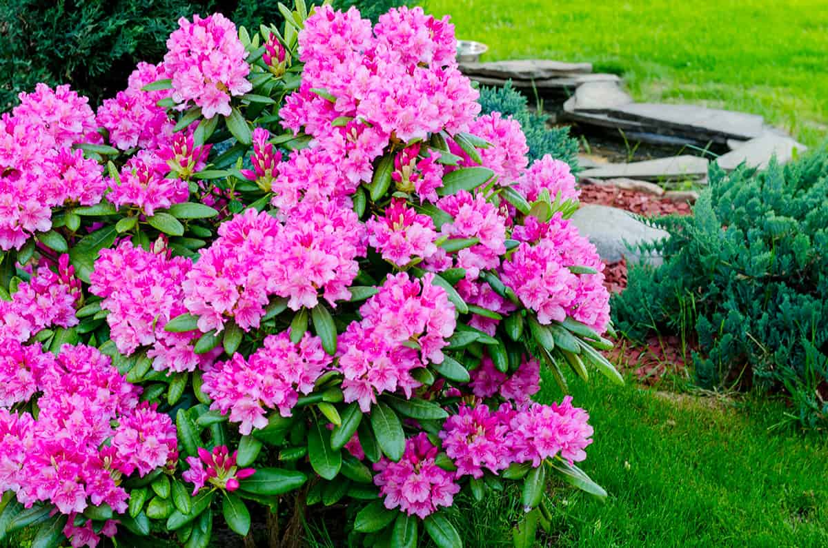Rhododendron