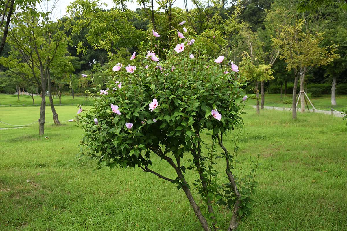 Rose of Sharon Tree
