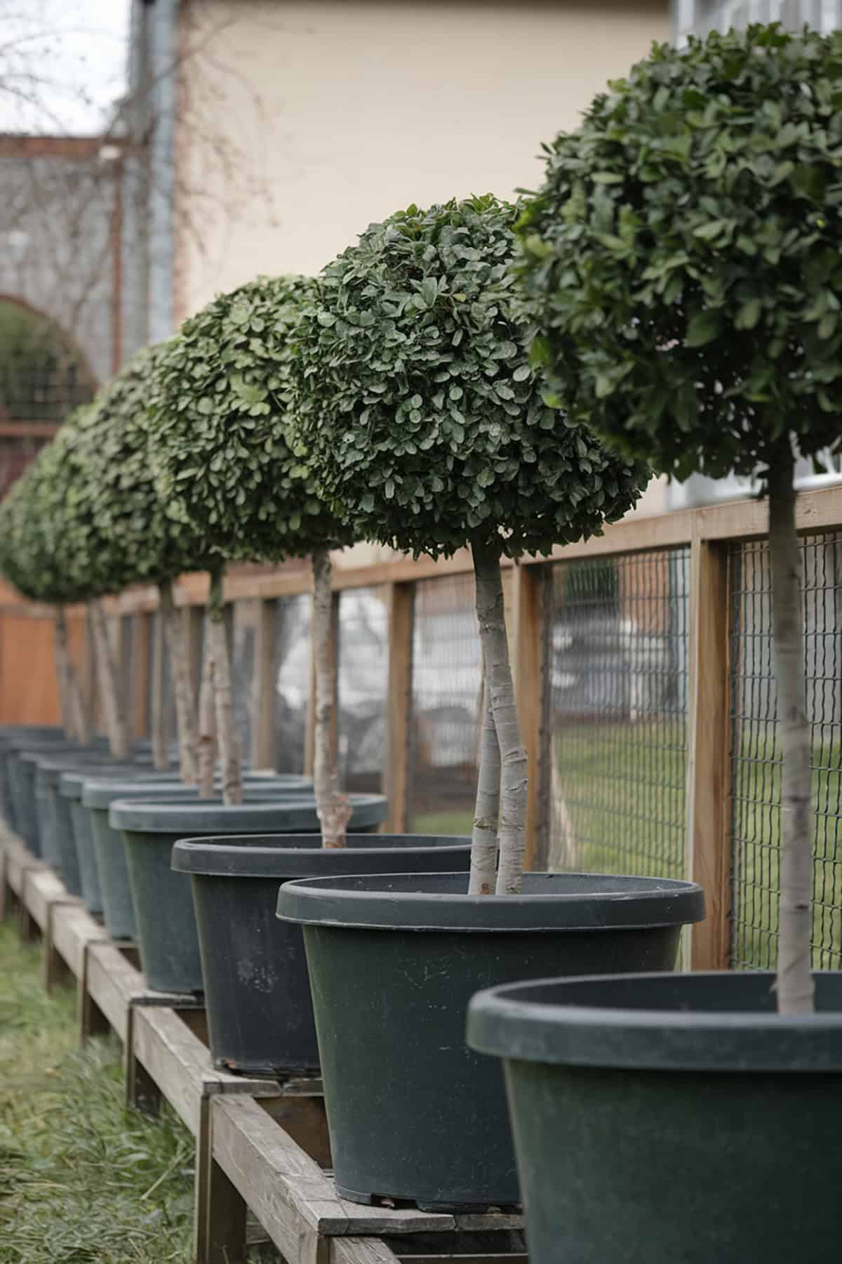 Row of Potted Topiary Trees