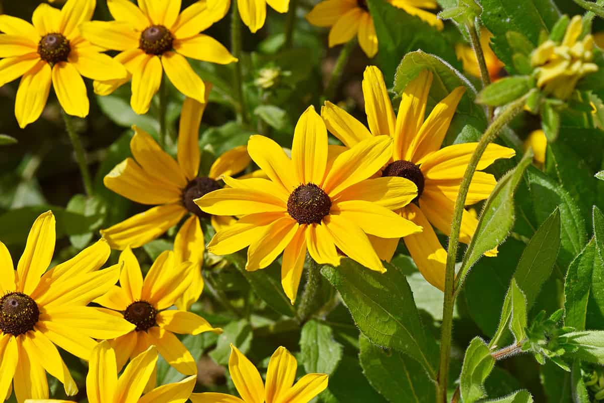 Rudbeckia (Black eyed Susan)
