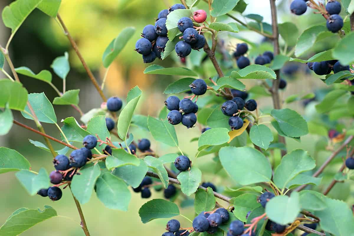 Saskatoon Serviceberry (Amelanchier alnifolia)