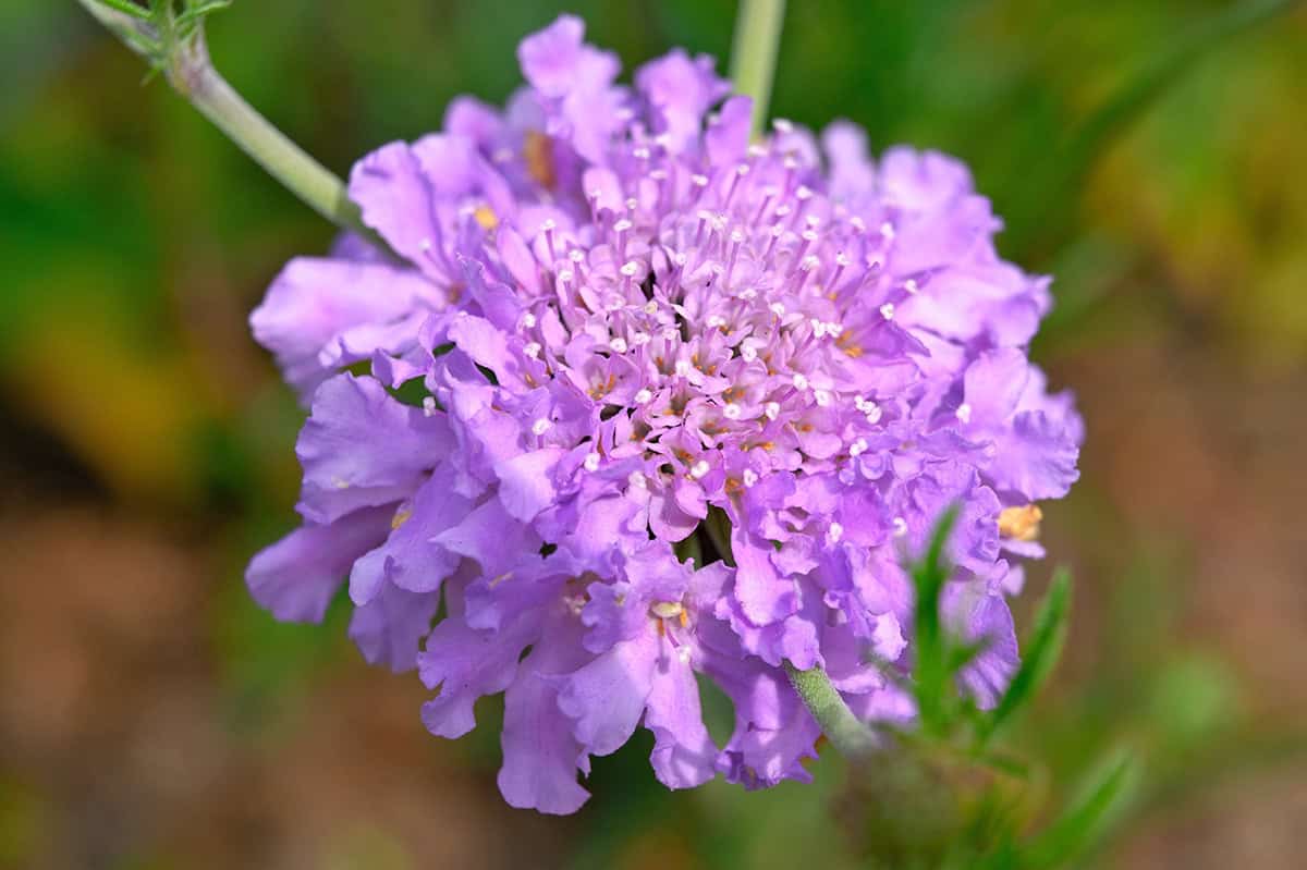 Scabiosa (Pincushion Flower)