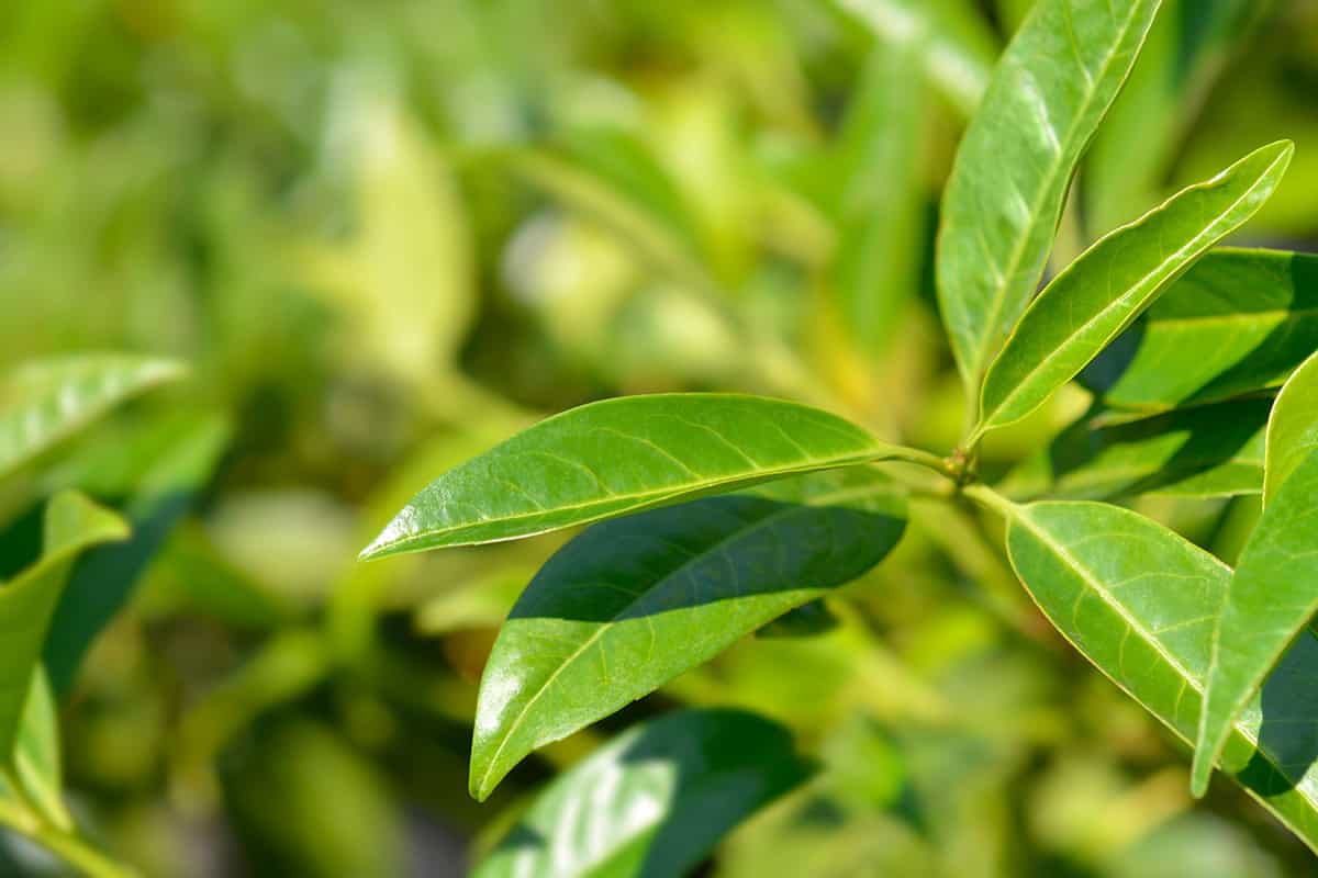 Schip Laurel (Prunus laurocerasus ‘Schipkaensis’)