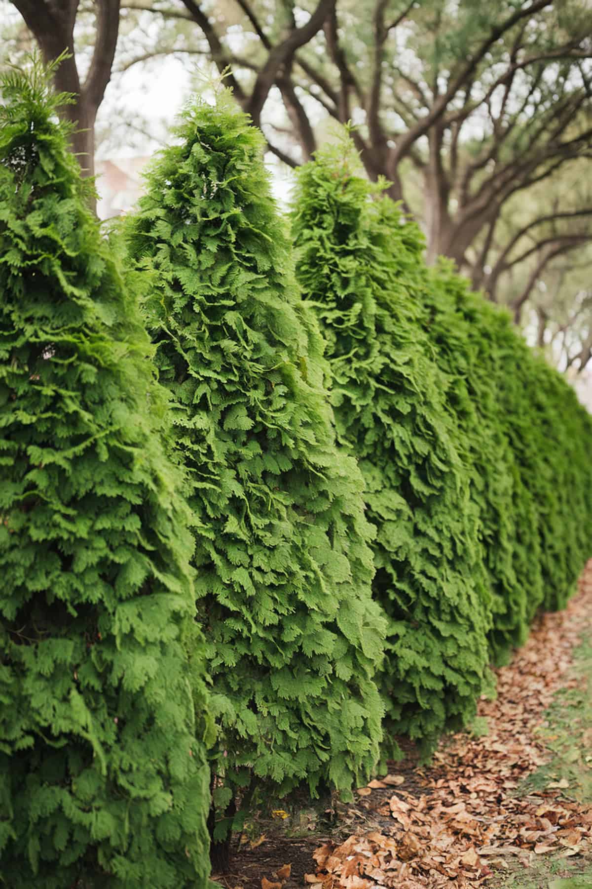 Screen of Evergreen Trees