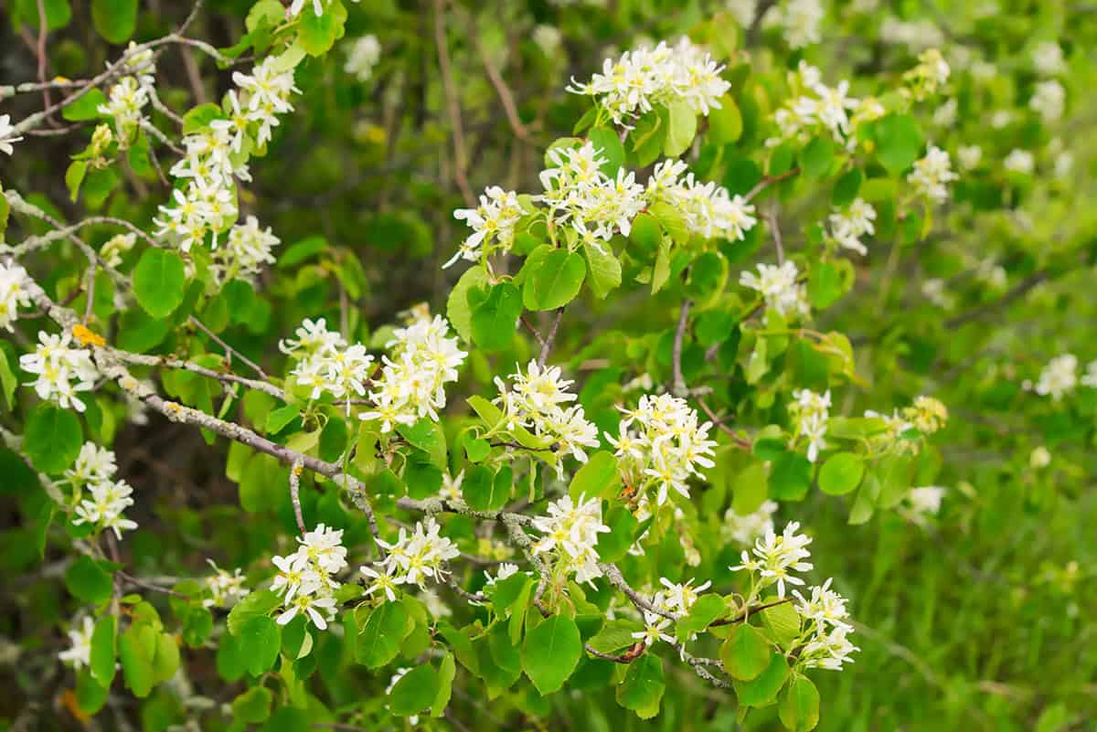Serviceberry (Amelanchier canadensis)